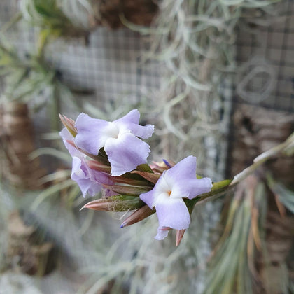 Tillandsia