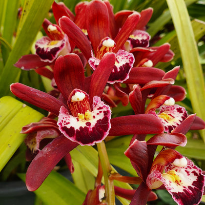 Cymbidium