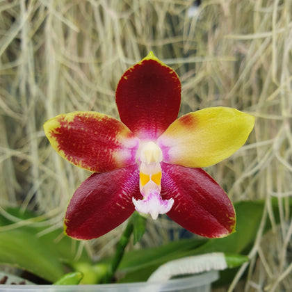 Phalaenopsis