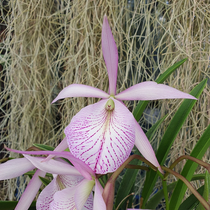 orchidées 