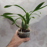 Encyclia fragrans