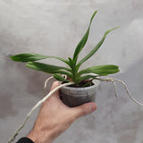 Aerides falcata
