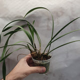 Maxillaria chrysantha