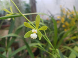 Encyclia tampensis alba