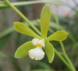 Encyclia tampensis alba