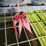 Bulbophyllum Emily Siegerist x frostii