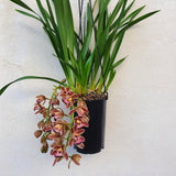 cymbidium cascade novia