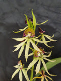 Encyclia cochleata
