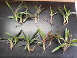 Neoregelia liliputiana hybride