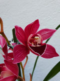 Cymbidium surprise