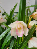 Cymbidium surprise