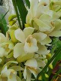 Cymbidium surprise