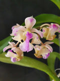 Aerides falcata