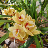 Cymbidium surprise