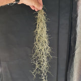 Tillandsia usneoides