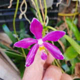 Phalaenopsis pulchra