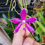 Phalaenopsis pulchra