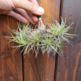 Tillandsia bergeri touffe