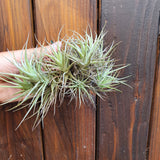 Tillandsia bergeri touffe