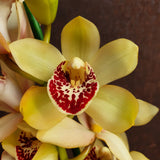 Cymbidium surprise