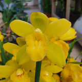 Cymbidium surprise