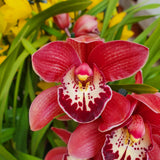 Cymbidium surprise