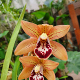 Cymbidium surprise