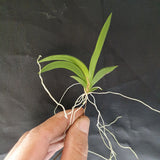 Tolumnia variegata
