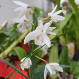 Dendrobium delicatum