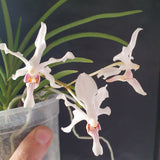 Vanda jennae x holcoglossum subulifolium