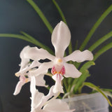 Vanda jennae x holcoglossum subulifolium