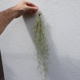 Tillandsia usneoides