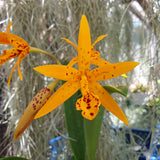 Brassolaeliocattleya sun mei gold sun spots