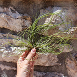 Tillandsia butzii XL