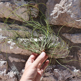 Tillandsia butzii XL