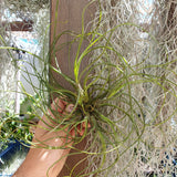 Tillandsia butzii XL