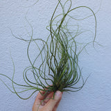 Tillandsia butzii XL