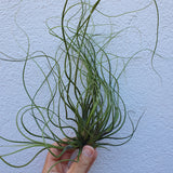 Tillandsia butzii XL
