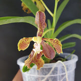 Vanda roeblingiana