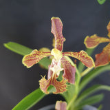 Vanda roeblingiana