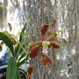 Vanda roeblingiana