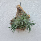 Tillandsia ionantha sur écorce