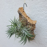 Tillandsia ionantha sur écorce