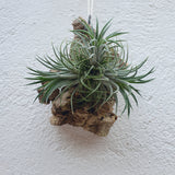 Tillandsia ionantha sur écorce