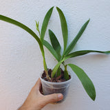 Encyclia cochleata