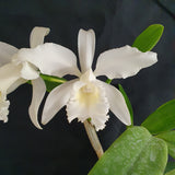 Cattleya loddigessi alba x Cattleya schroederae