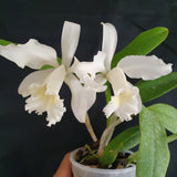 Cattleya loddigessi alba x Cattleya schroederae