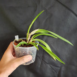 Epidendrum falcatum