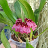 Bulbophyllum curtisii