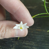 Dendrobium equitans xxl